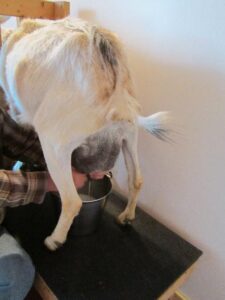 Goats: Why Raw Goat Milk? Image